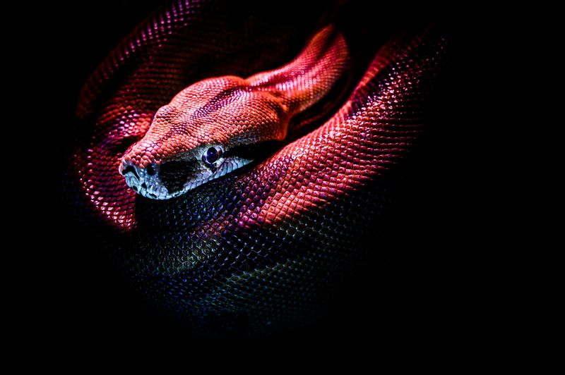Snakes: Underworld Guardians and Transformers