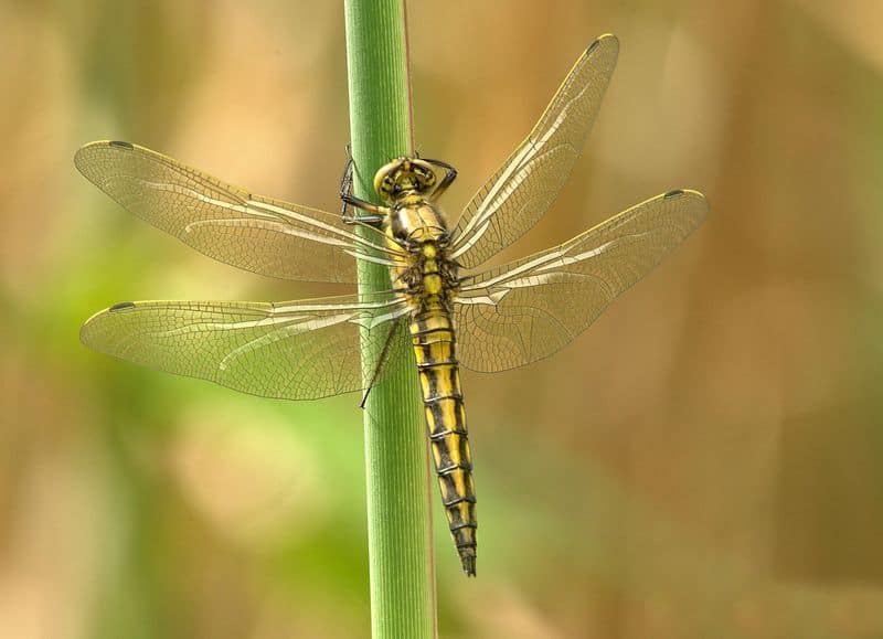 Dragonflies: Harbingers of Change