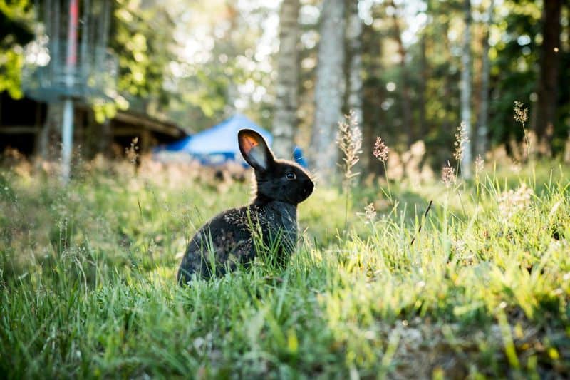 Rabbits: Fertility's Messengers