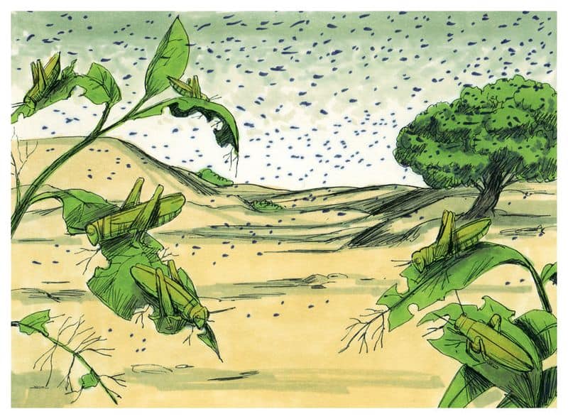 The Devouring Locust Swarms