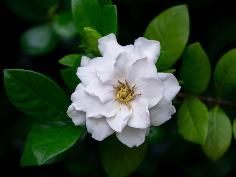 Cancer: Moonlit Gardenia
