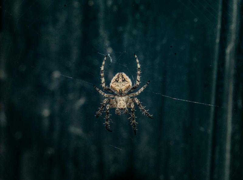 Spiders: Weavers of Fate