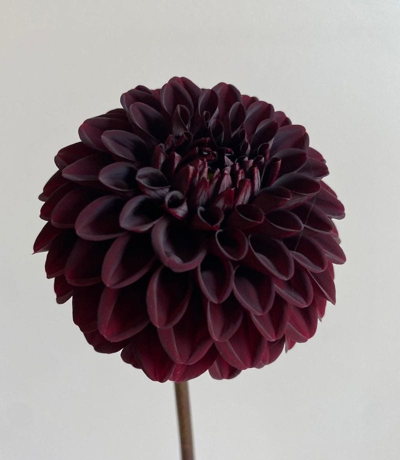 Scorpio: Mysterious Black Dahlias