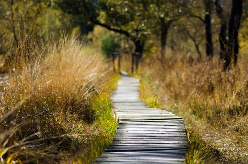 Nature Walk Breaks