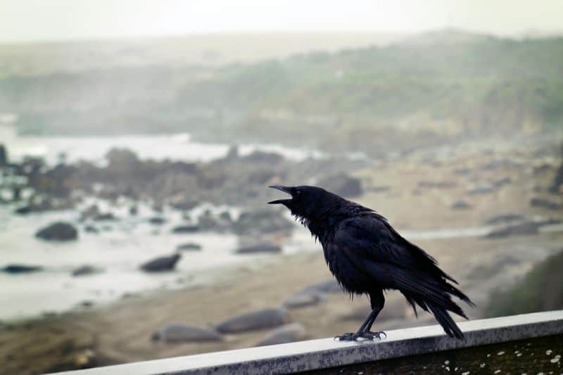 Crows: Harbingers of Battlefield Doom