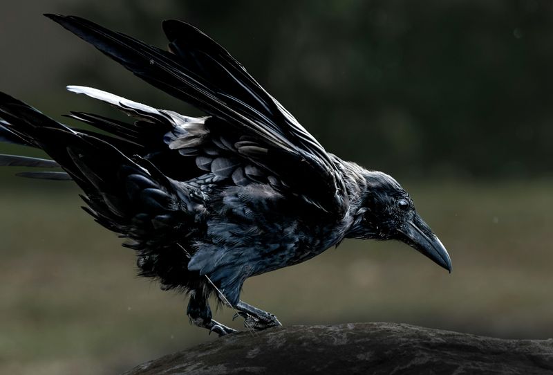 Ravens and Crows: Messengers Between Worlds