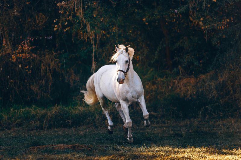 Horses: Noble Messengers of Power
