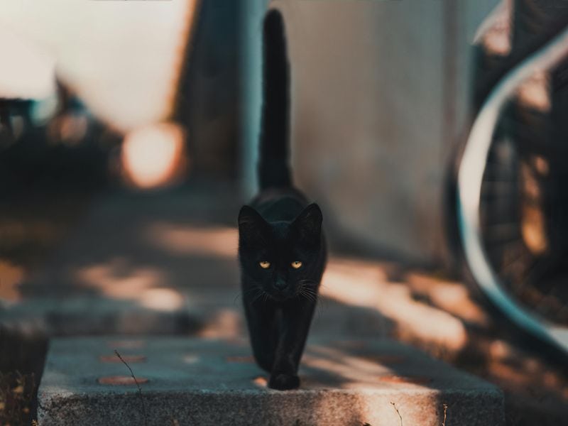 Black Cats: Luck's Double Edge