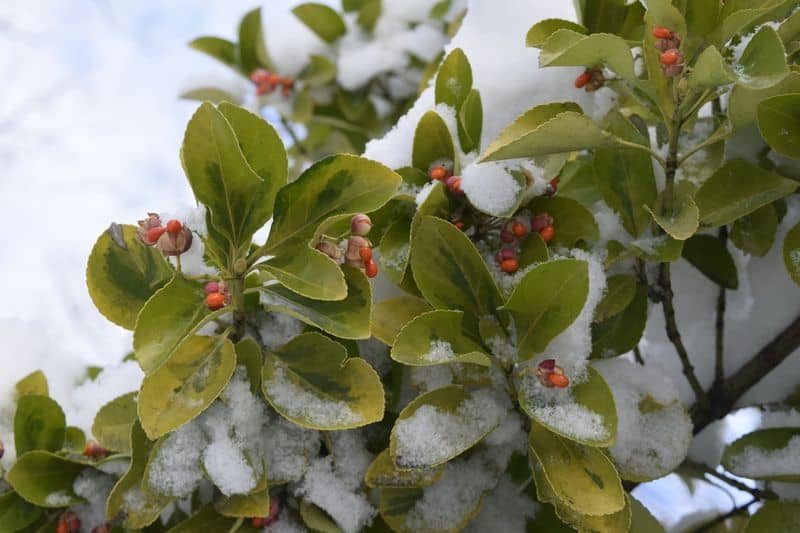 Capricorn: Timeless Evergreen Holly