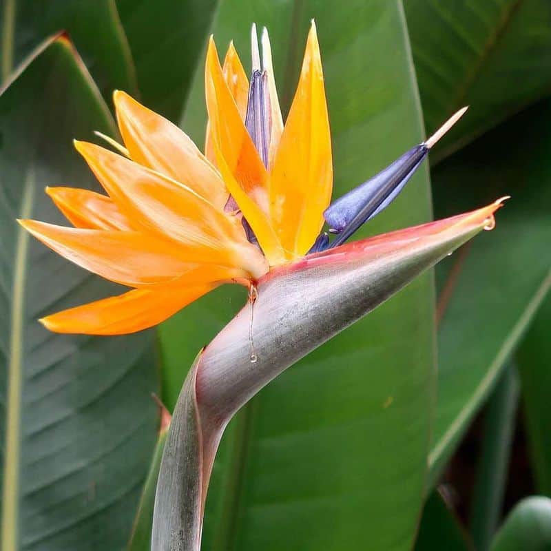 Sagittarius: Wild Bird of Paradise