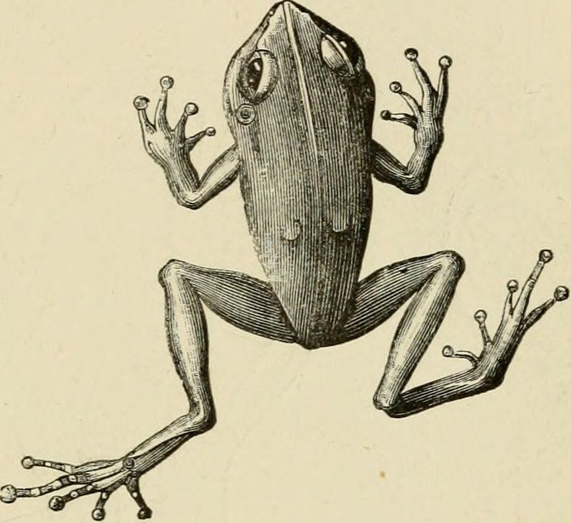 Frogs of Deception