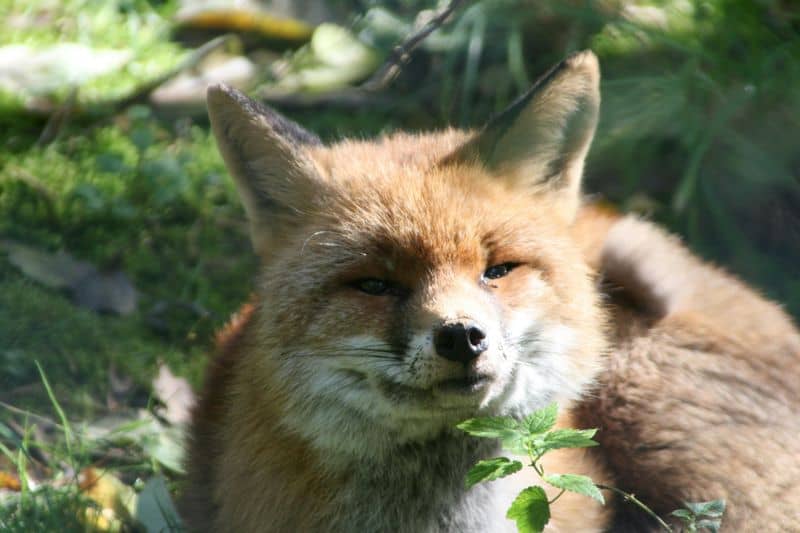 Foxes: Tricksters or Spirit Guides