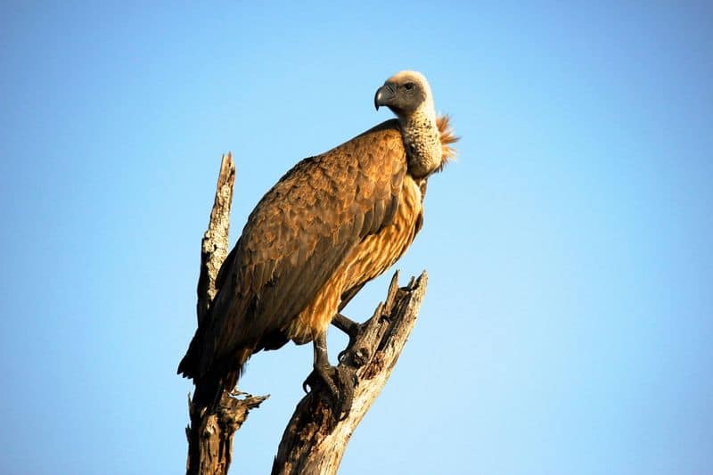 Vultures: Nature's Undertakers