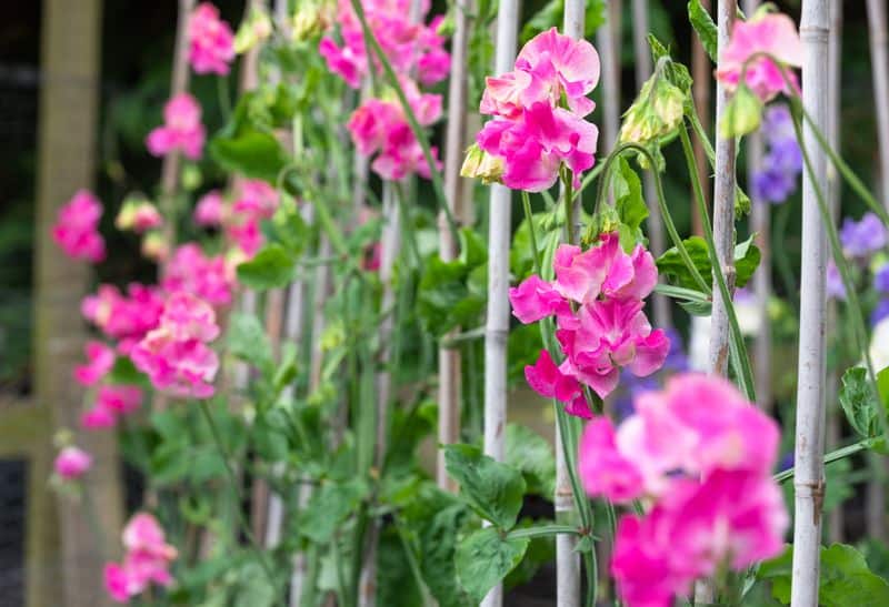 Gemini: Playful Sweet Peas