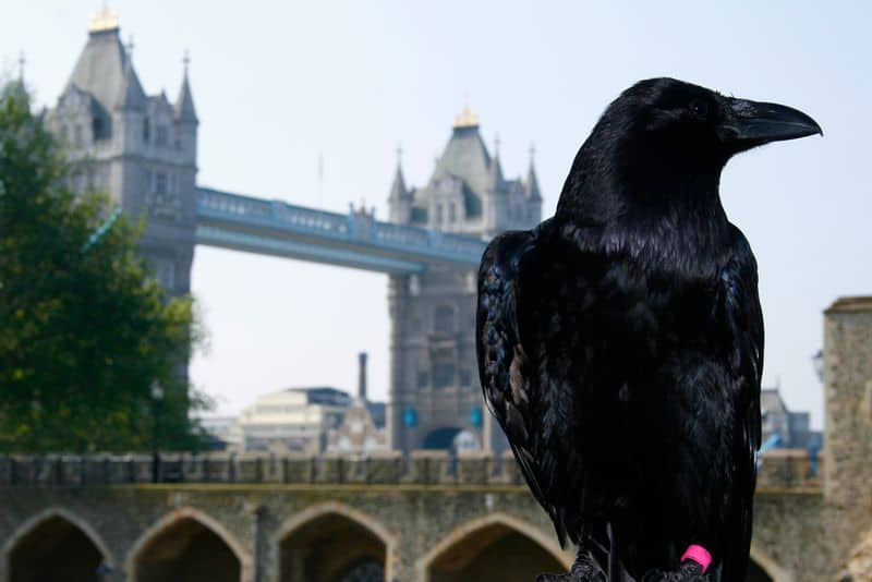 The Protective Ravens