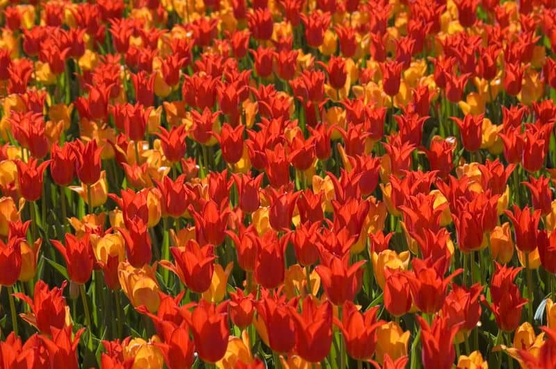 Aries: Fiery Red Tulips