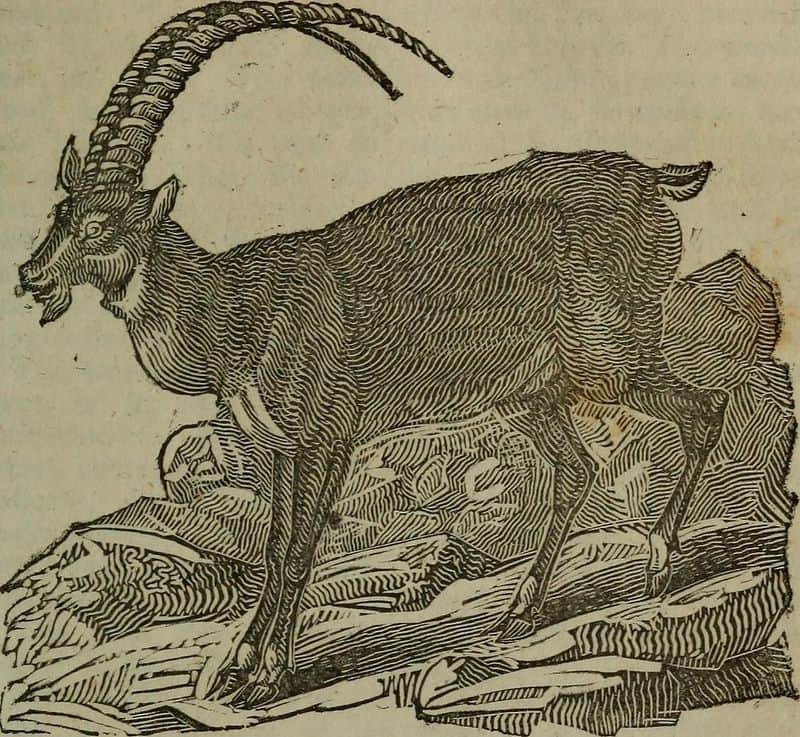 Goats of Judgment