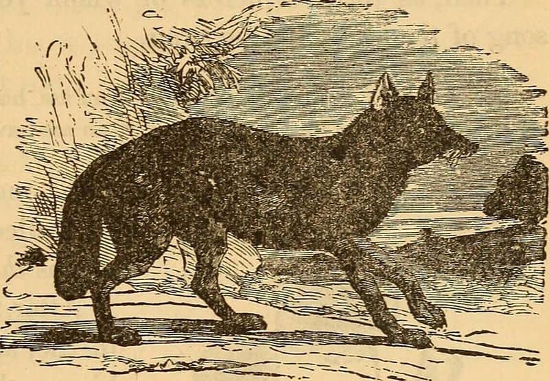 Ravenous Wolves in Disguise