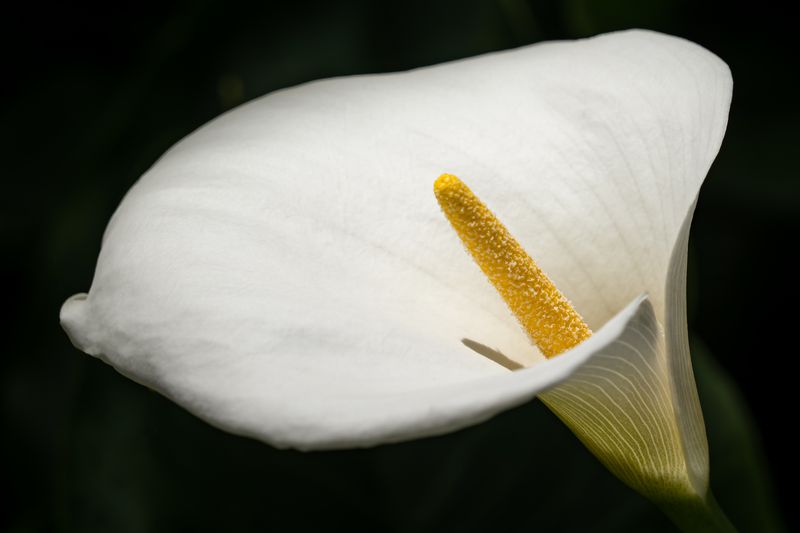 Libra: Balanced Calla Lilies