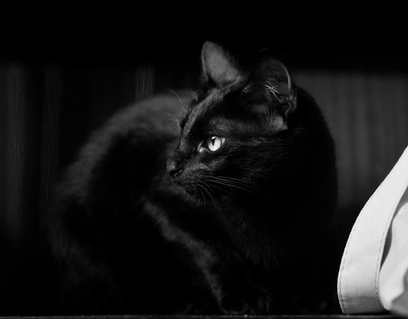 Black Cats: Witches' Companions and Misfortune Bringers