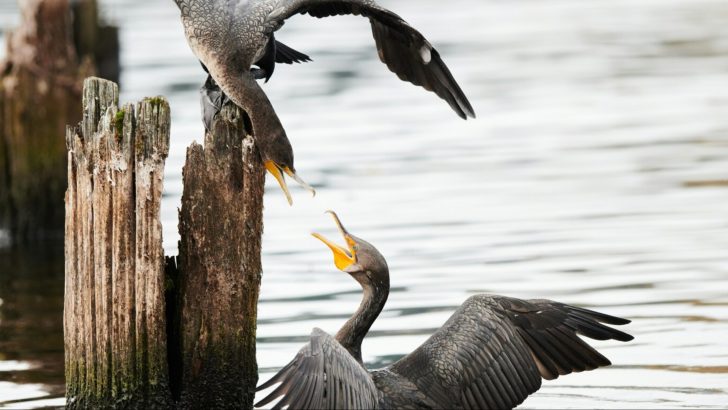 How Your Attachment Style Handles Conflict