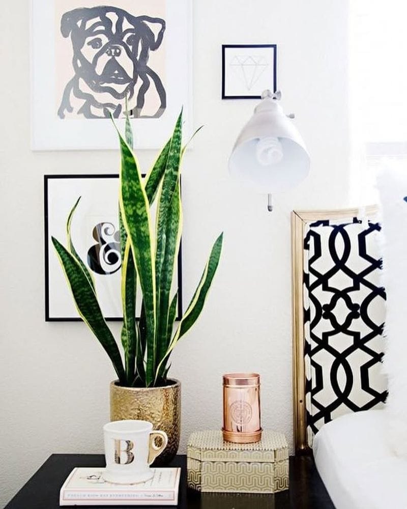 Snake Plant (Sansevieria trifasciata)