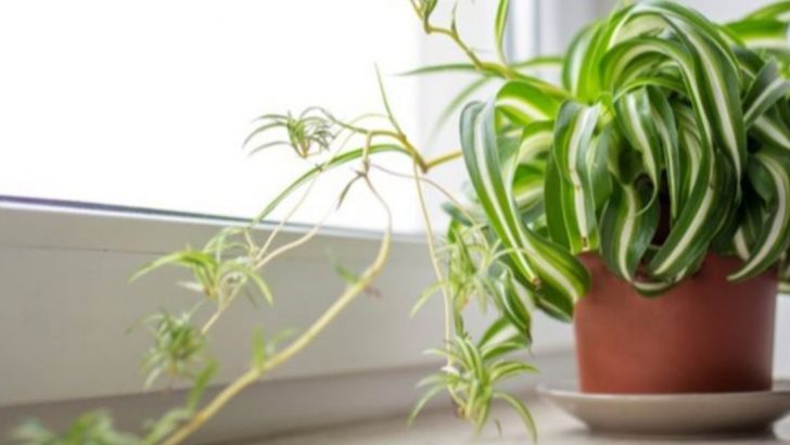 10 Best Indoor Plants for Stress Relief (and a Calmer Home)