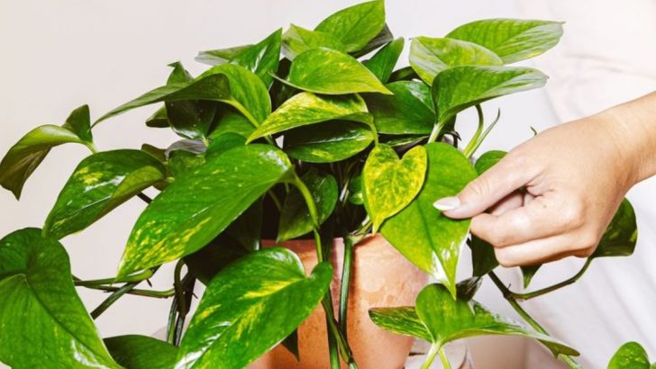10 Best Spiritual Plants for Your Home
