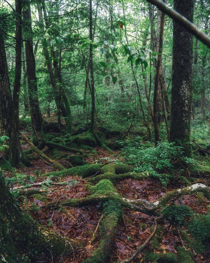 Aokigahara Forest, Japan