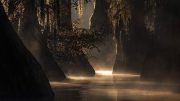 10 Forests With Eerie Reputations for Missing Hikers and Overall Weird Vibes