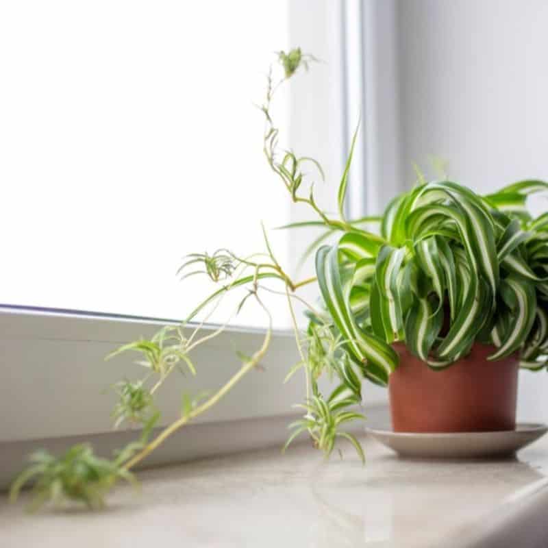 Spider Plant (Chlorophytum comosum)