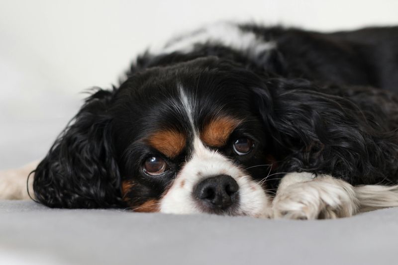 Pisces (February 19 - March 20): Cavalier King Charles Spaniel