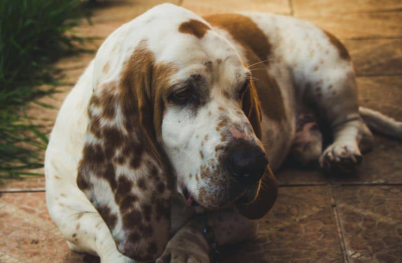 Taurus (April 20 - May 20): Basset Hound