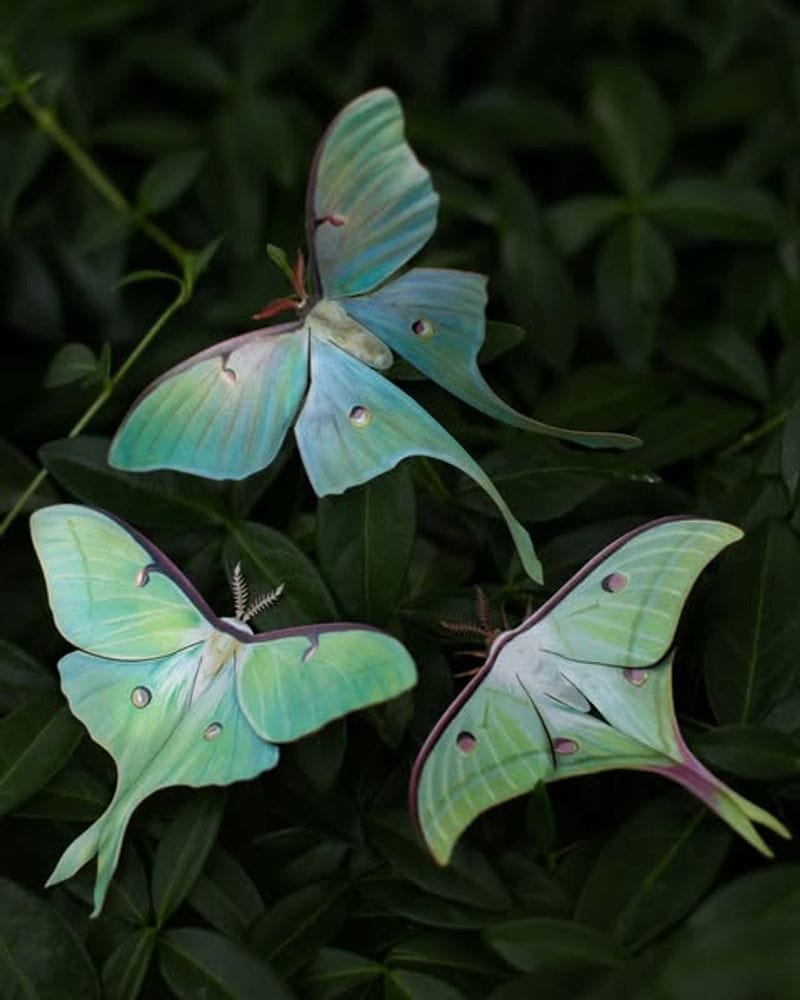Moth