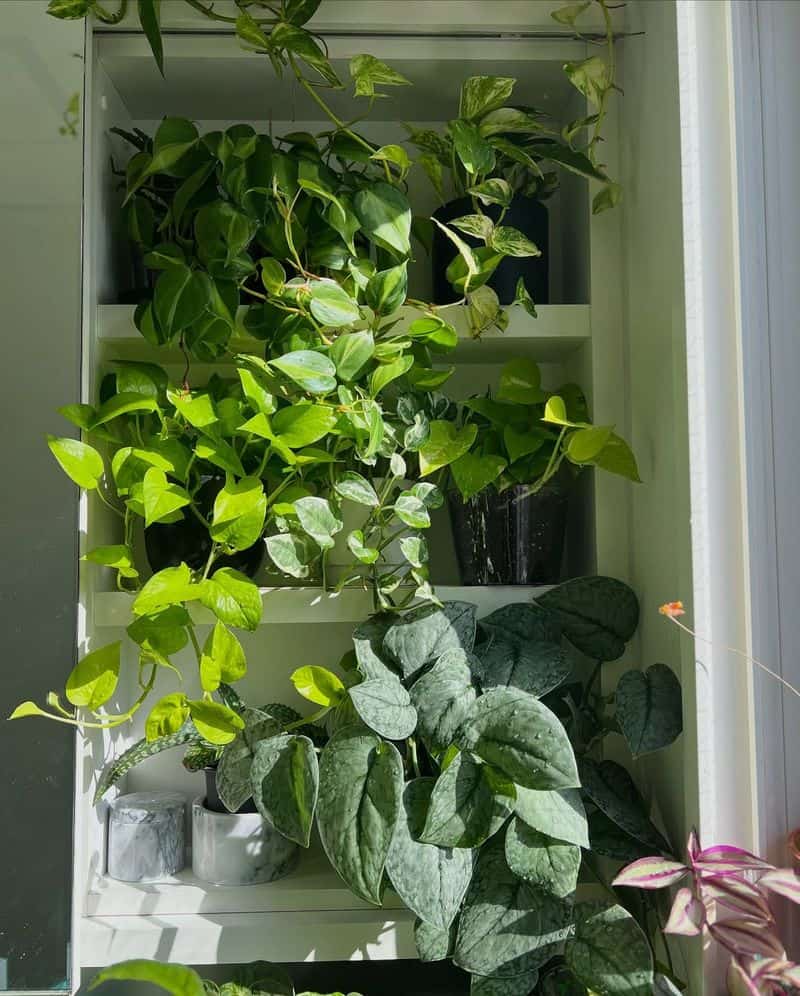 English Ivy (Hedera helix)