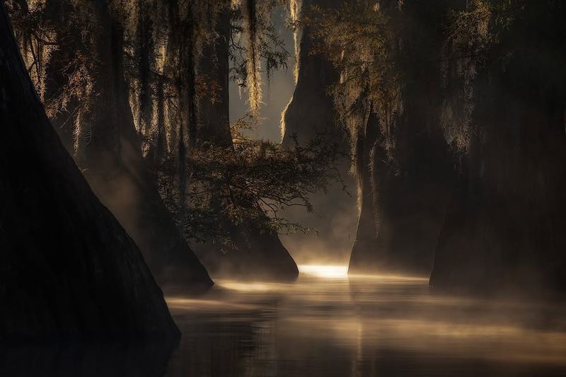 Manchac Swamp, Louisiana