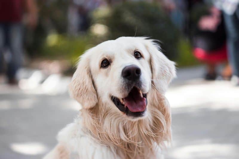 Leo (July 23 - August 22): Golden Retriever