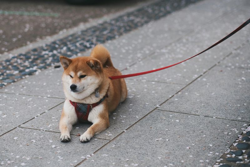 Aquarius (January 20 - February 18): Shiba Inu