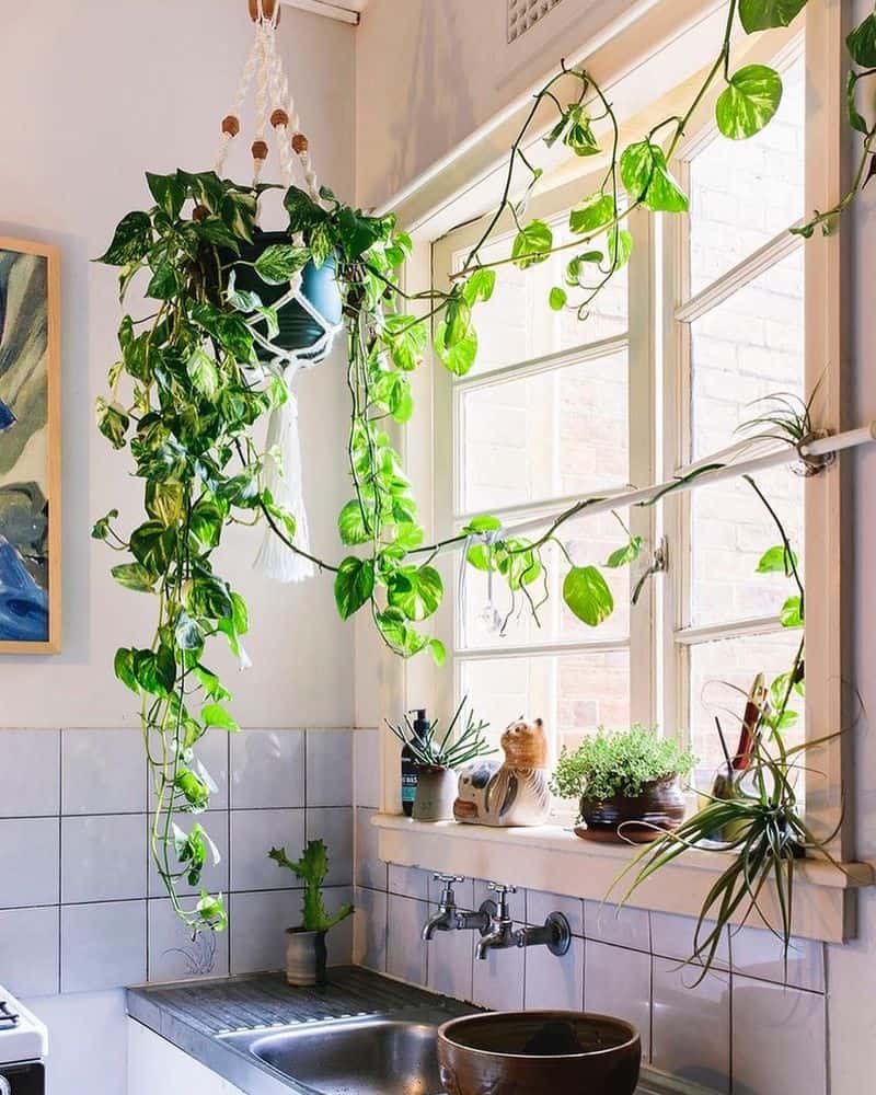Pothos (Epipremnum aureum)