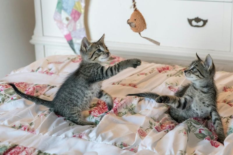 Pet Behavior Changes