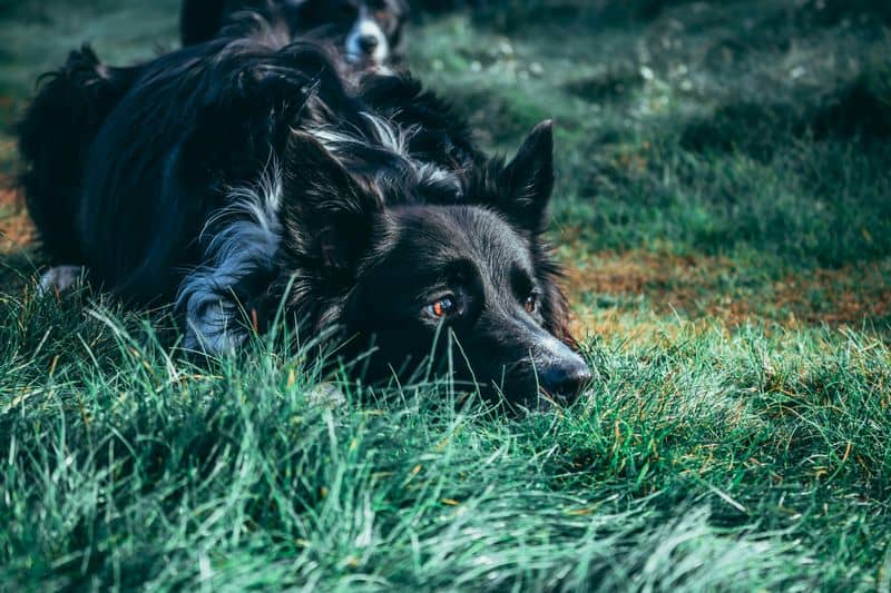 Cancer (June 21 - July 22): Collie