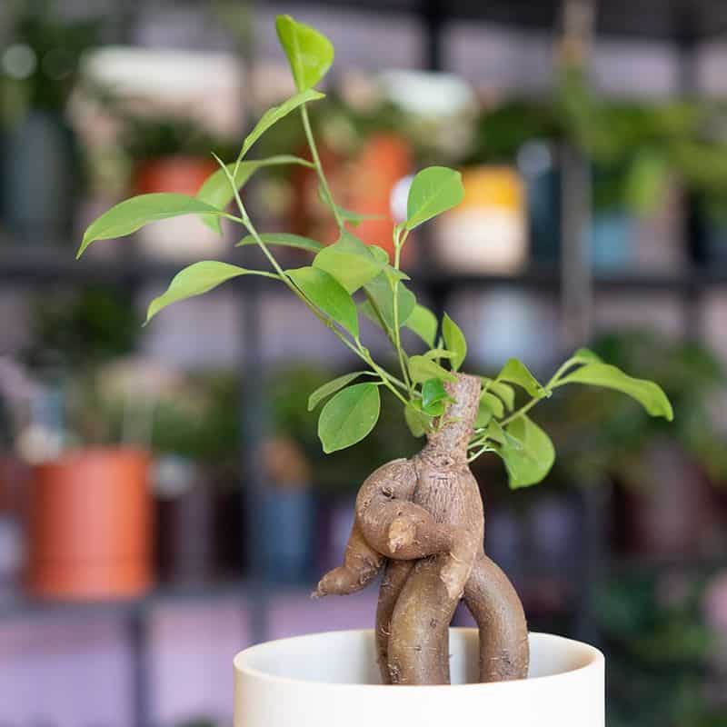 Ginseng Ficus