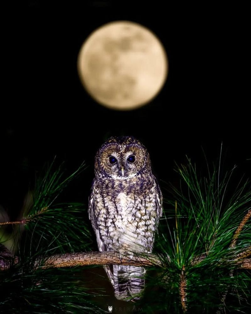 Owl