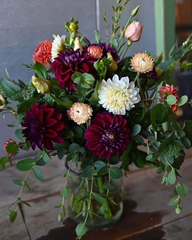 Dahlia