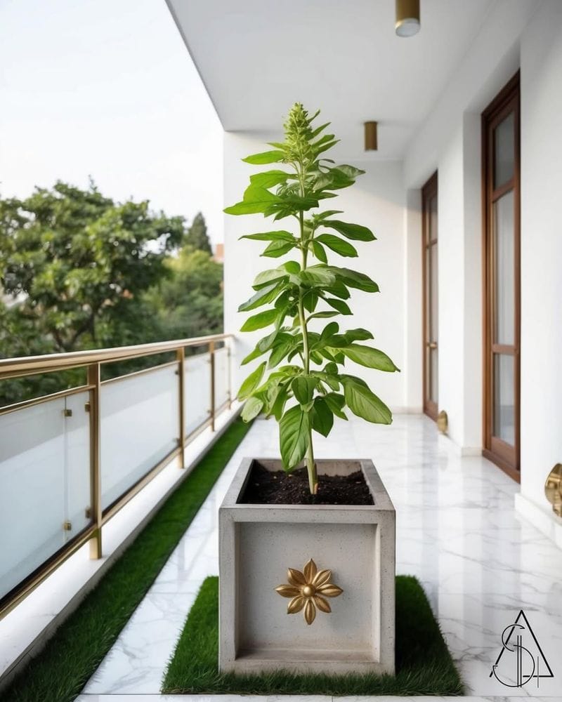 Holy Basil (Tulsi)