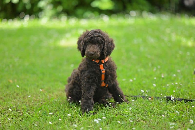 Virgo (August 23 - September 22): Miniature Poodle