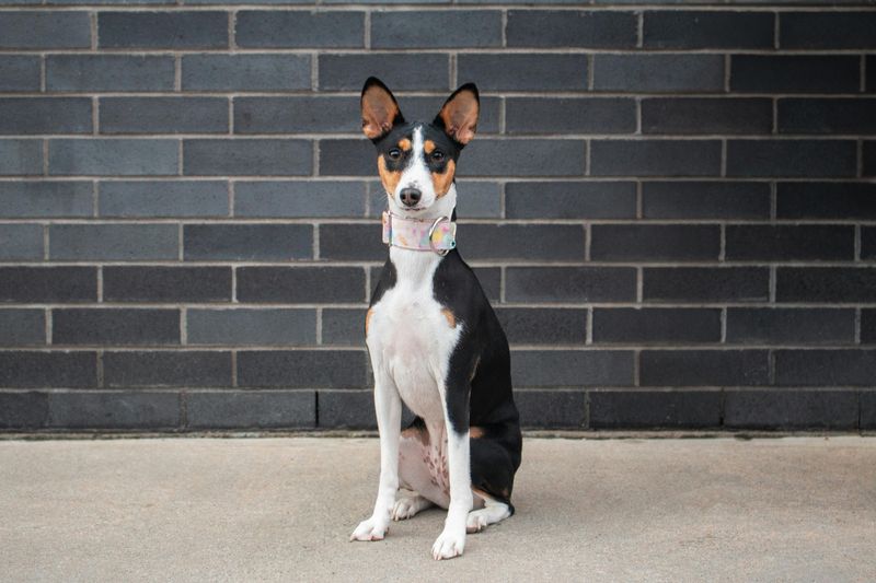 Scorpio (October 23 - November 21): Basenji