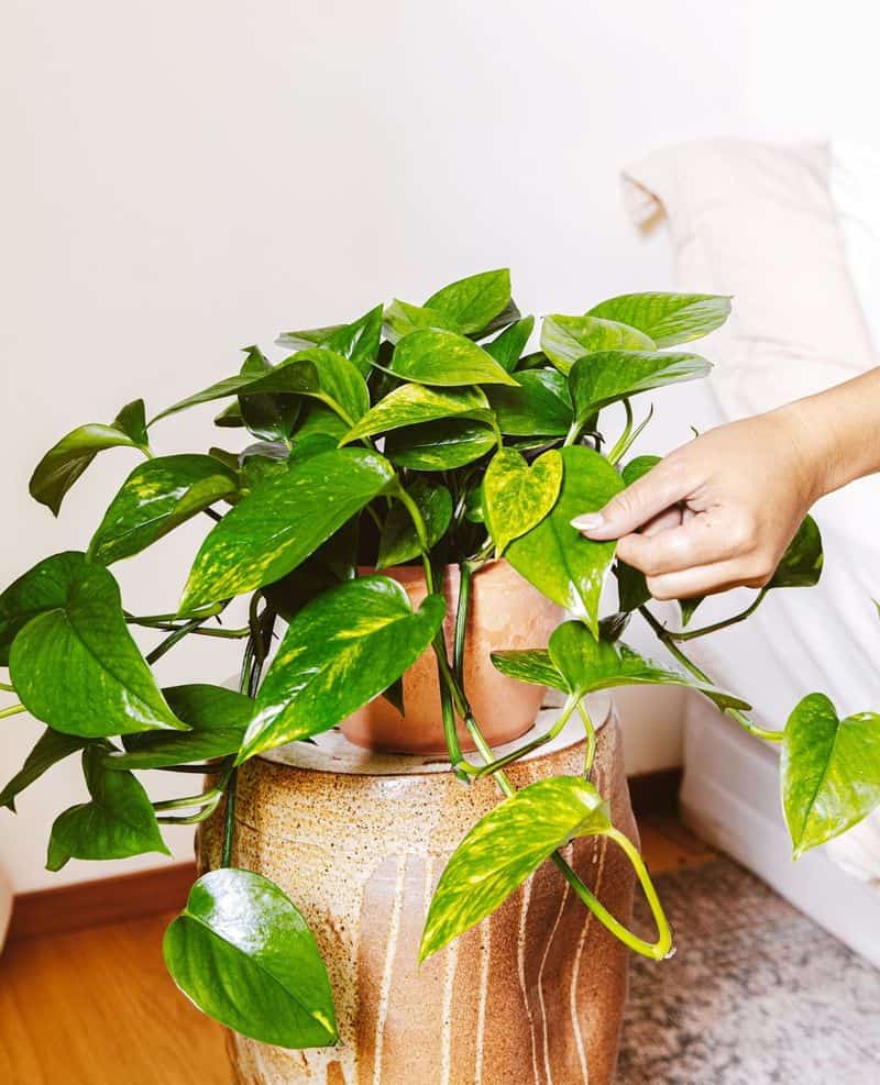 Golden Pothos