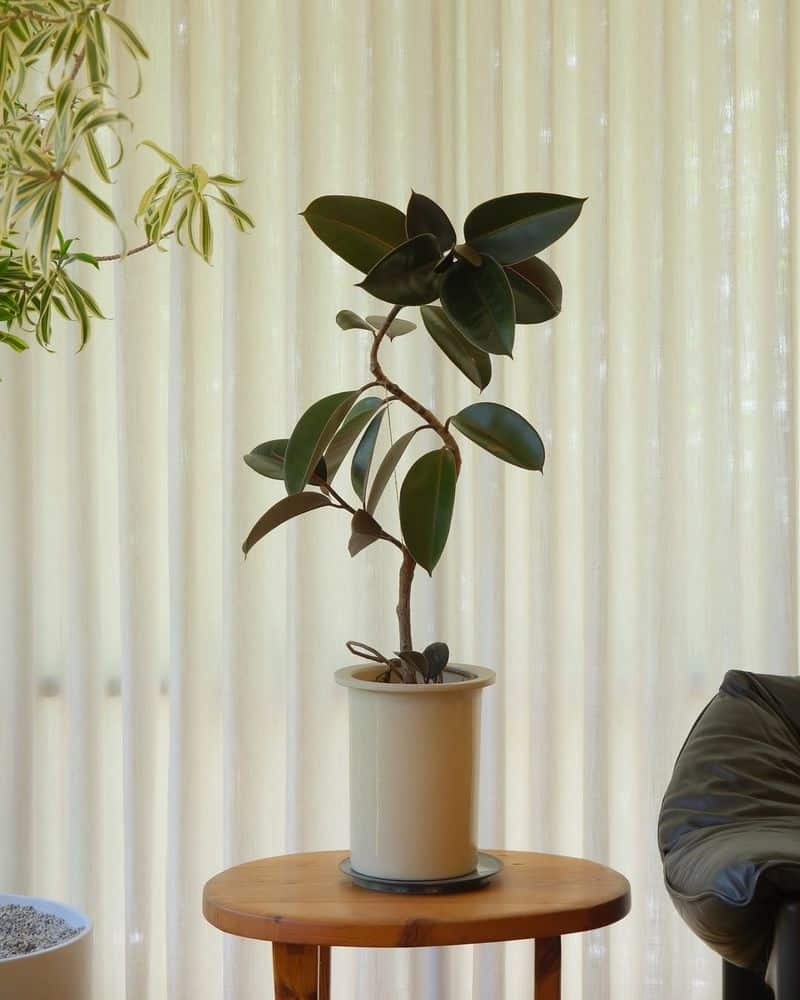 Rubber Plant (Ficus elastica)