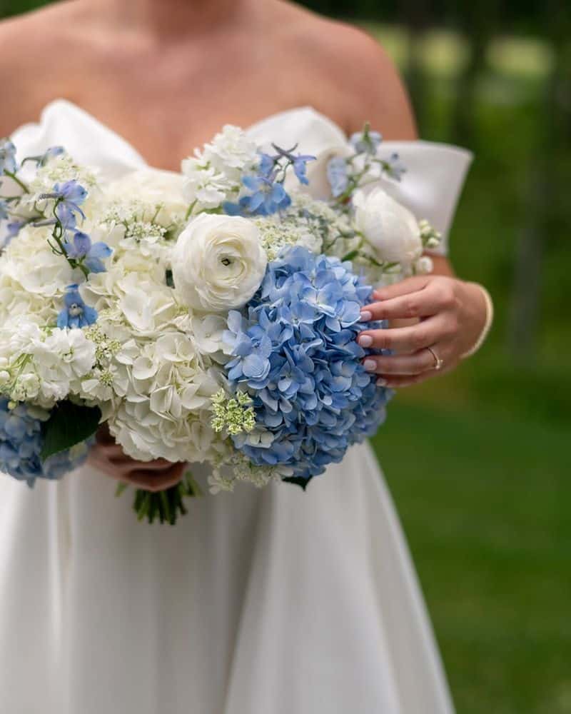 Hydrangea